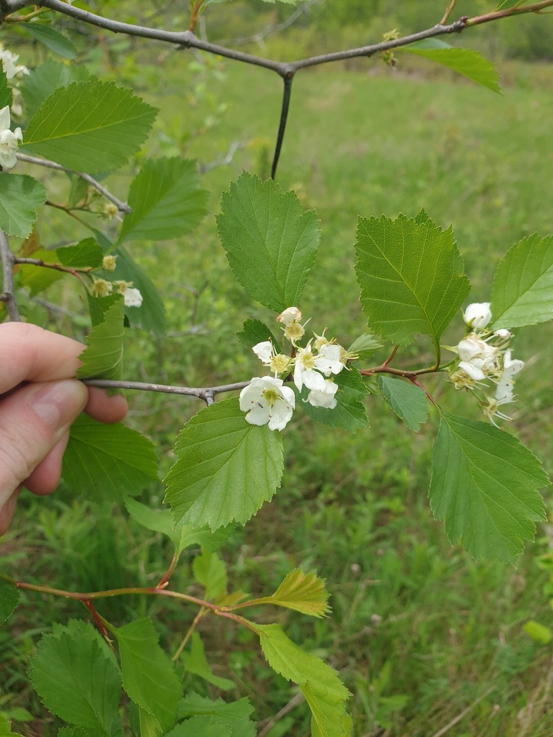 Crataegus chrysocarpa var. subrotundifolia photo 5