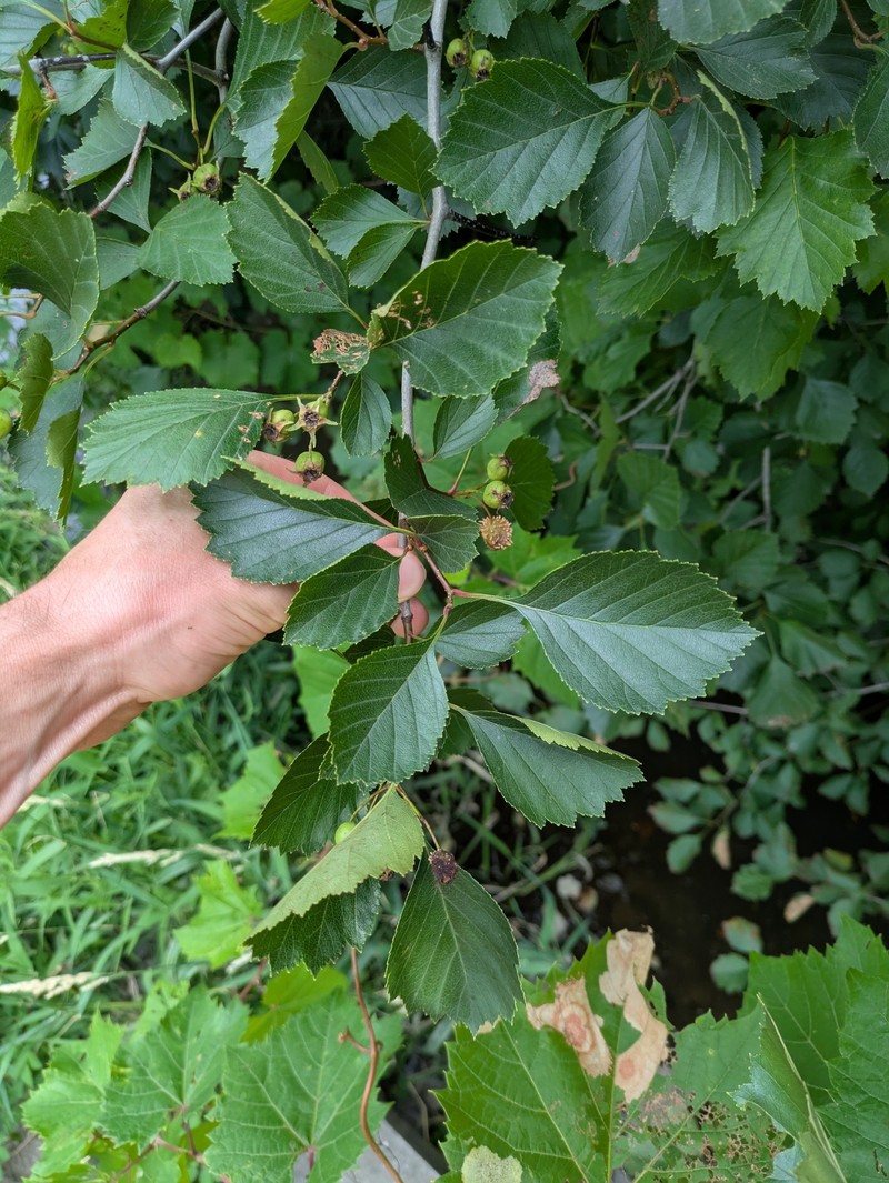 Crataegus chrysocarpa var. subrotundifolia photo 6