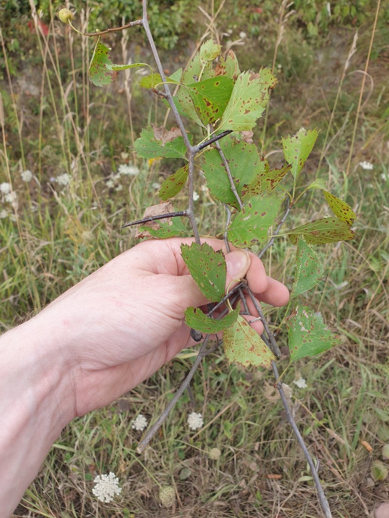 Crataegus chrysocarpa var. subrotundifolia photo 7