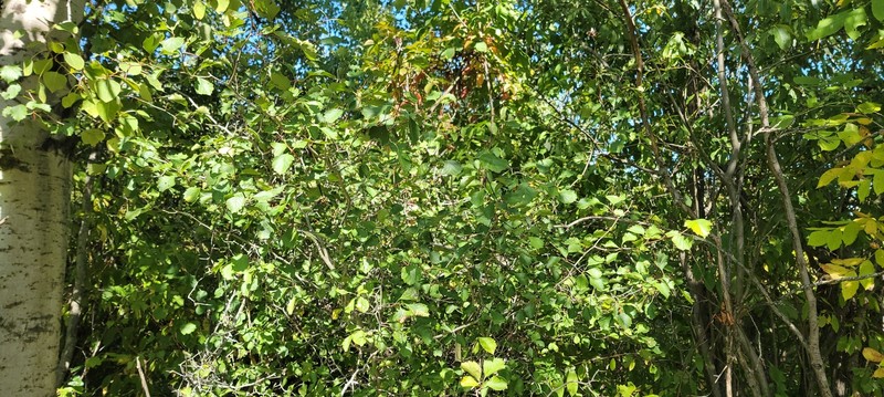 Crataegus chrysocarpa var. subrotundifolia photo 8