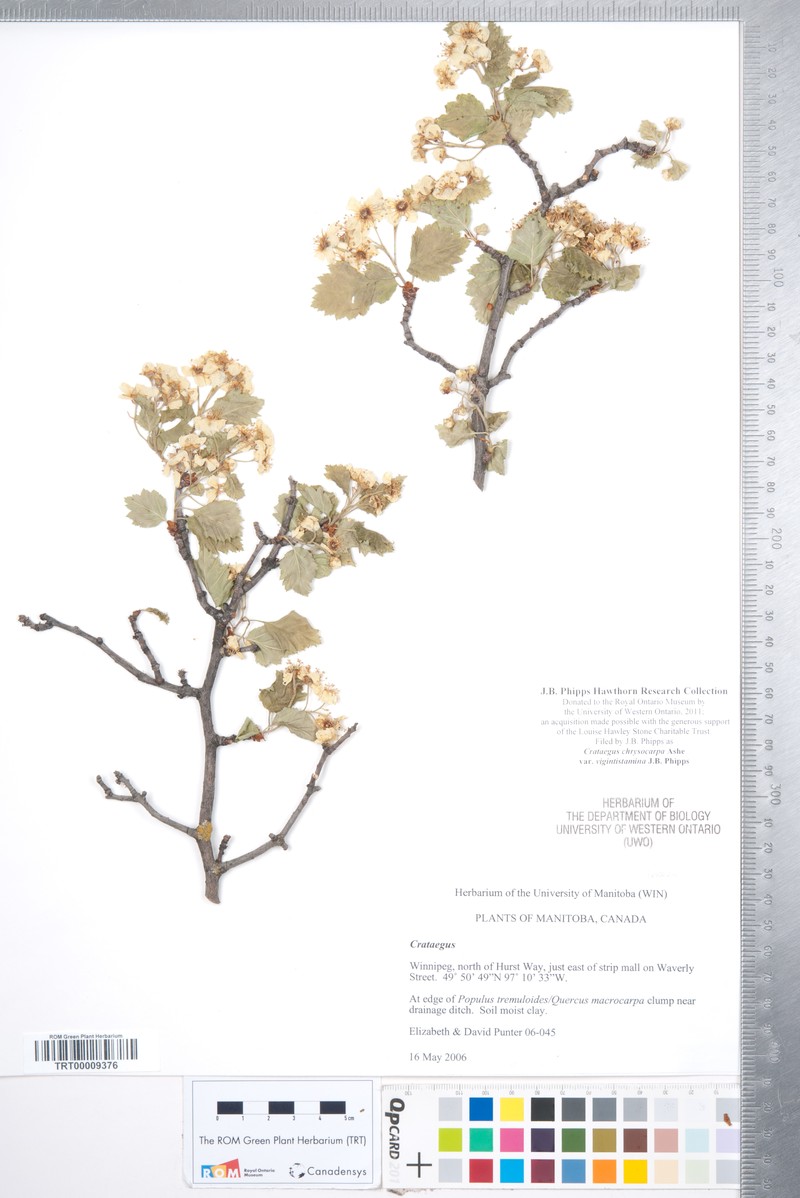 Crataegus chrysocarpa var. vigintistamina