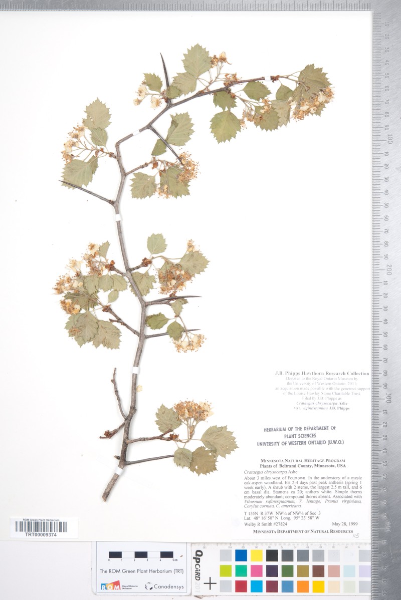 Crataegus chrysocarpa var. vigintistamina photo 2
