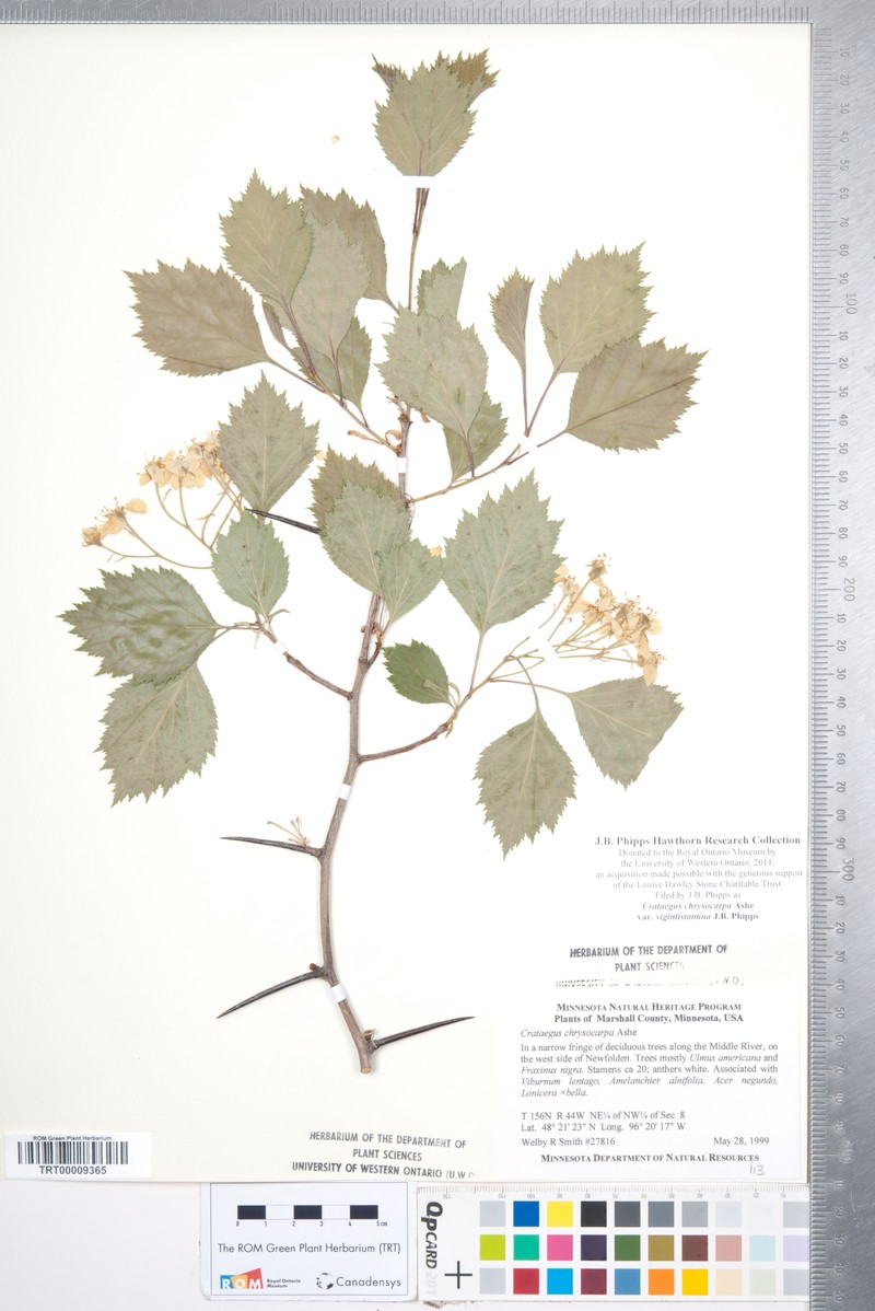 Crataegus chrysocarpa var. vigintistamina photo 3