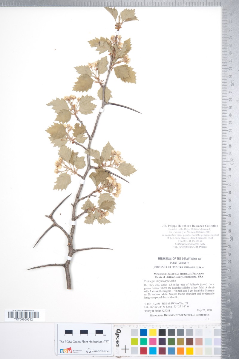 Crataegus chrysocarpa var. vigintistamina photo 4
