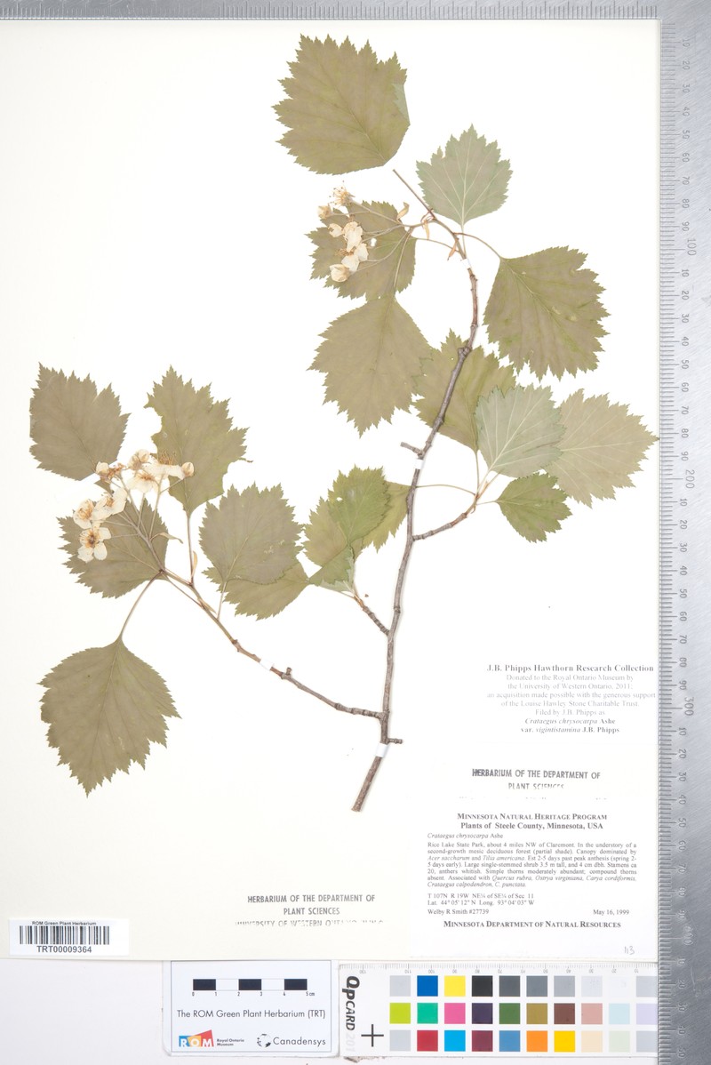 Crataegus chrysocarpa var. vigintistamina photo 5