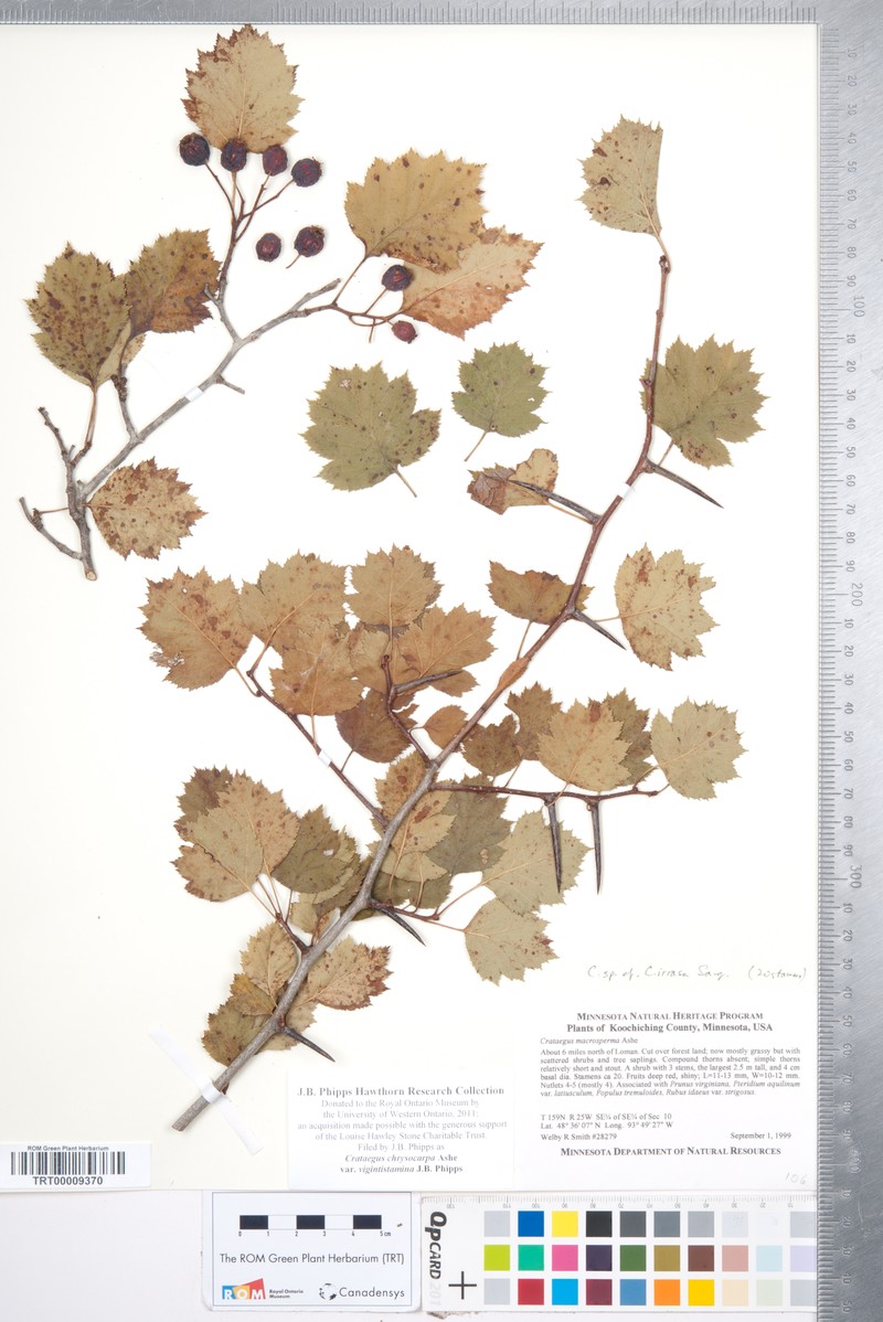 Crataegus chrysocarpa var. vigintistamina photo 6