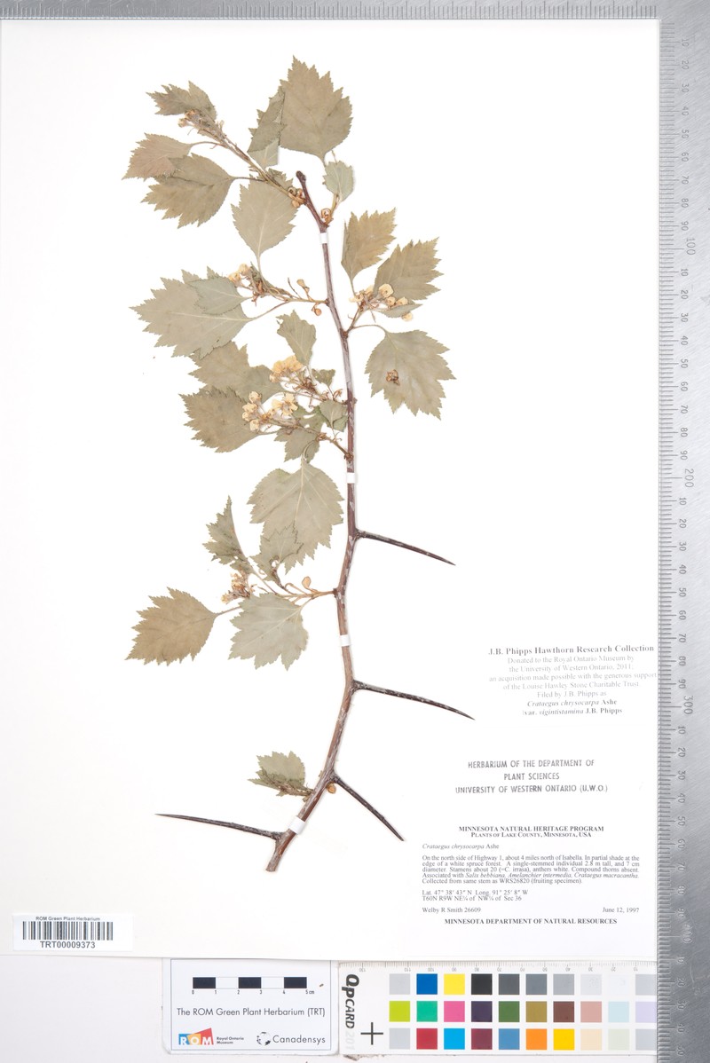 Crataegus chrysocarpa var. vigintistamina photo 7