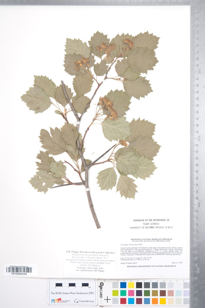 Crataegus chrysocarpa var. vigintistamina photo 8