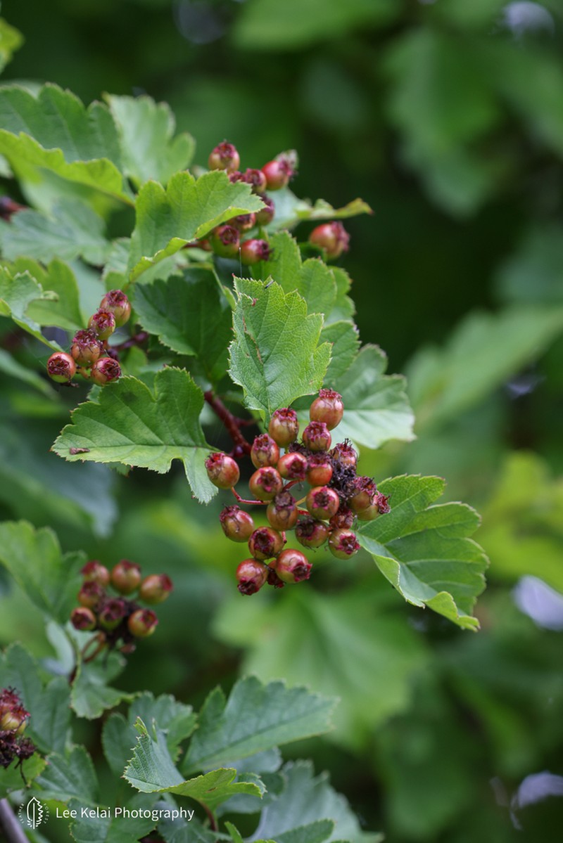 Crataegus chungtienensis