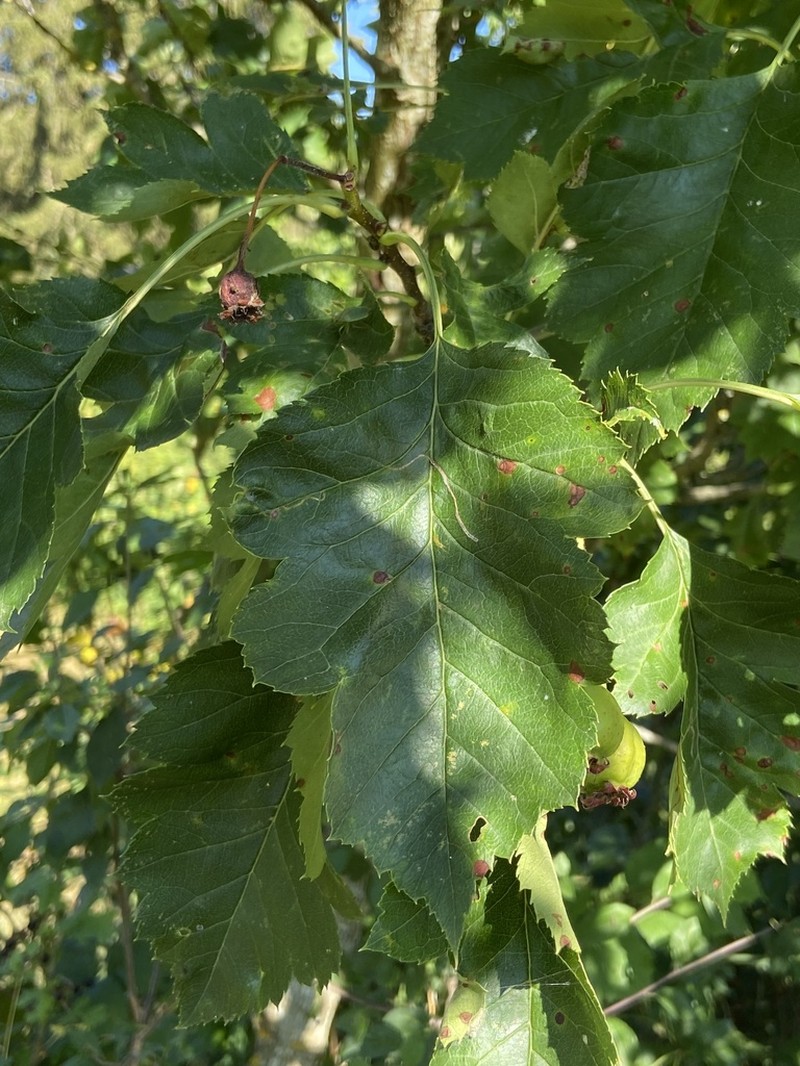 Crataegus chungtienensis photo 2