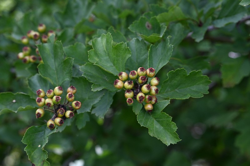 Crataegus chungtienensis photo 3