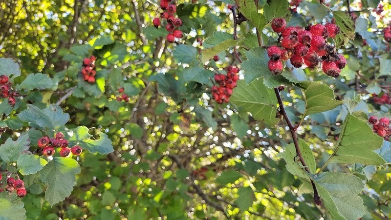 Crataegus chungtienensis photo 4