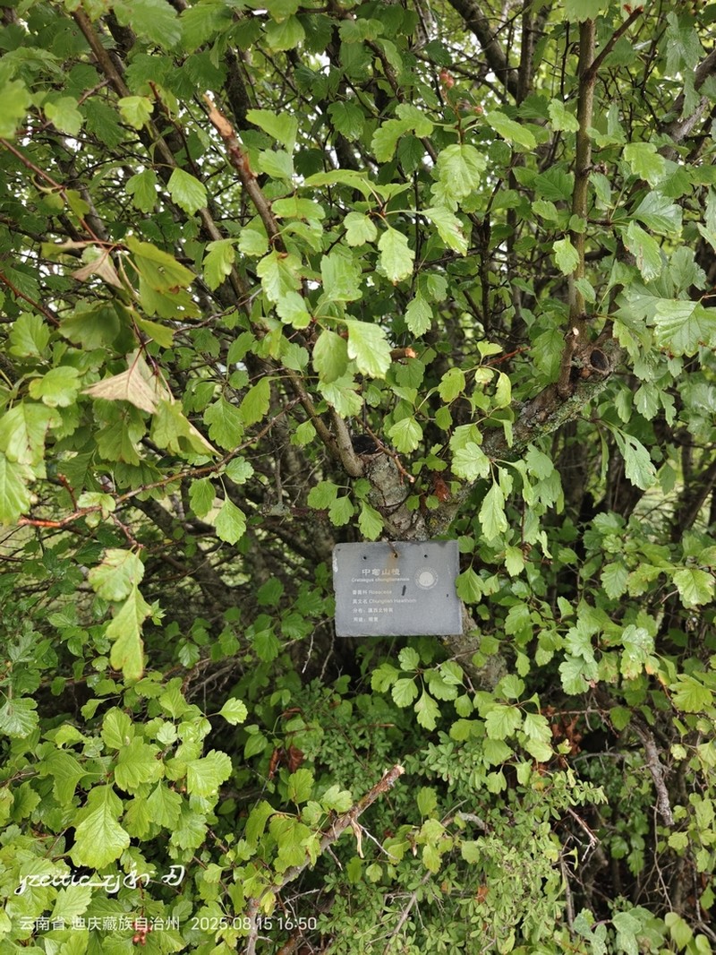 Crataegus chungtienensis photo 5