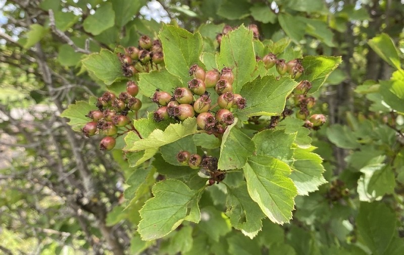 Crataegus chungtienensis photo 6