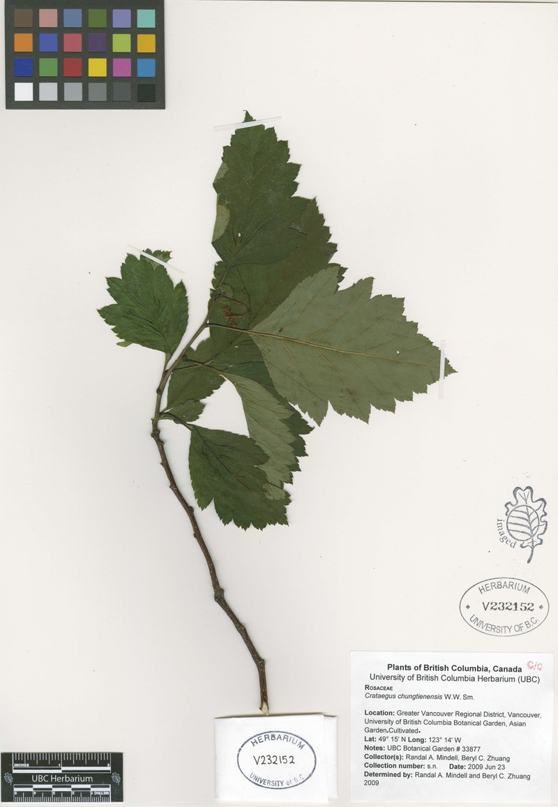 Crataegus chungtienensis photo 7