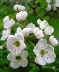 Crataegus coccinea