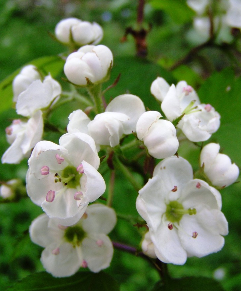Crataegus coccinea