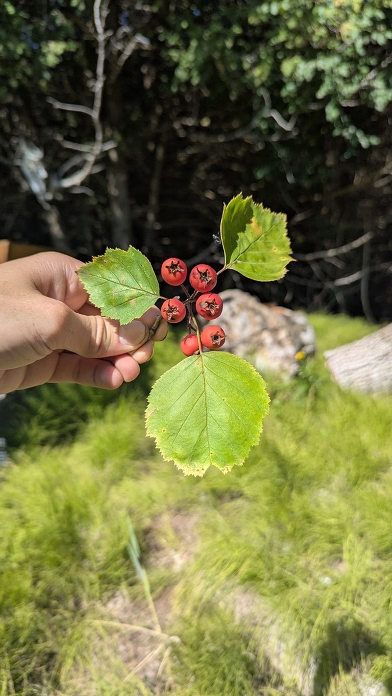Crataegus coccinea photo 3