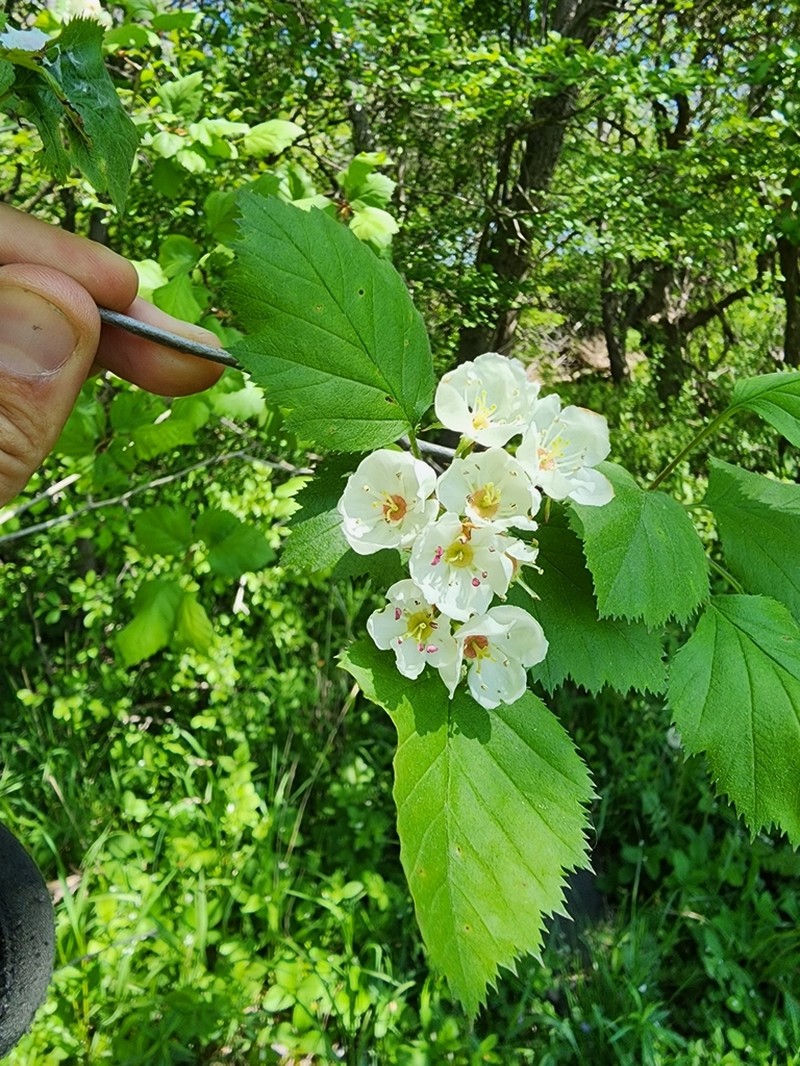 Crataegus coccinea photo 6
