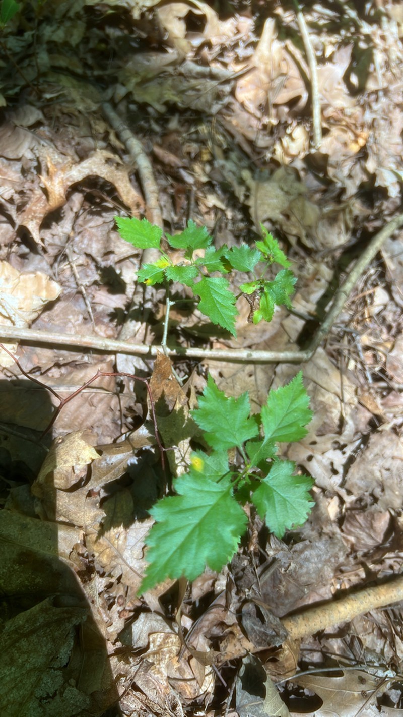 Crataegus coccinea photo 8