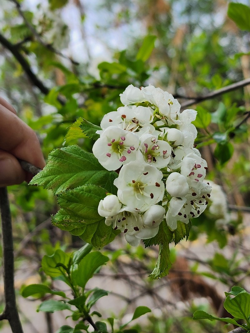 Scarlet Hawthorn