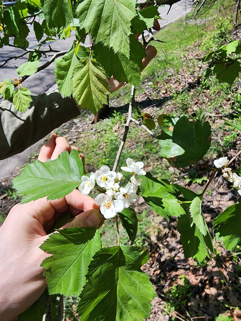 Scarlet Hawthorn photo 2