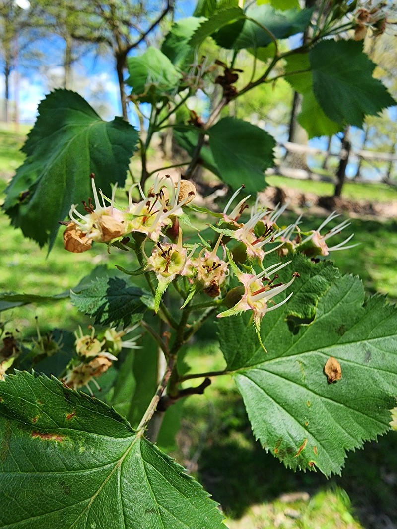 Scarlet Hawthorn photo 3