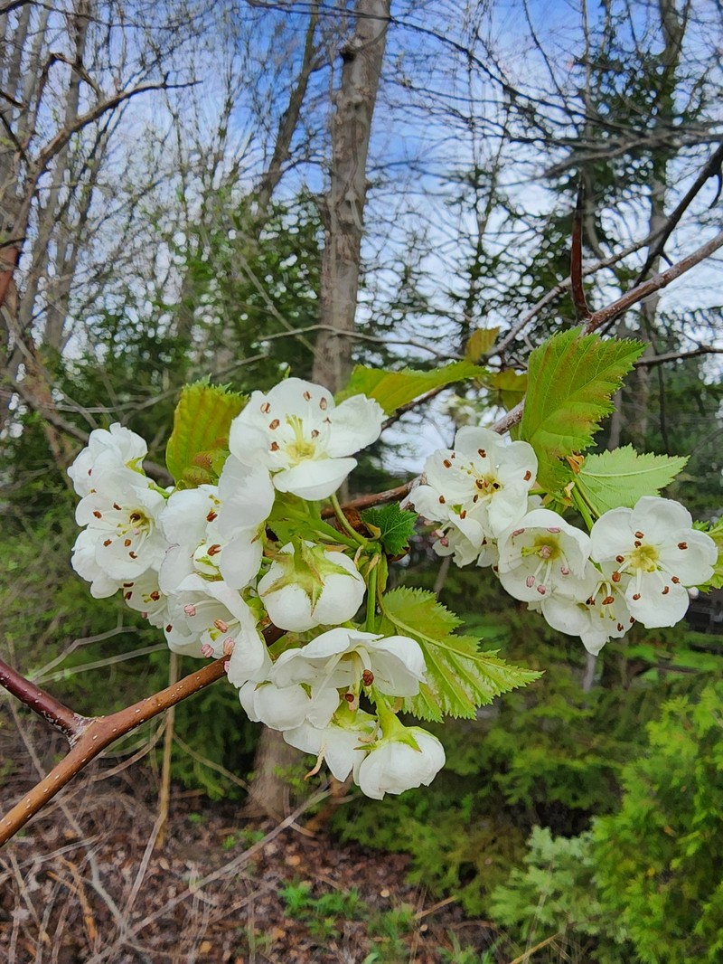 Scarlet Hawthorn photo 4