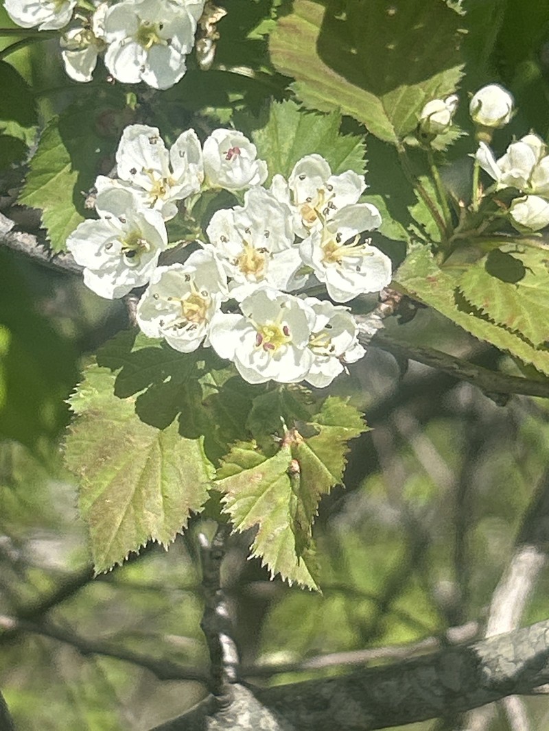 Scarlet Hawthorn photo 5