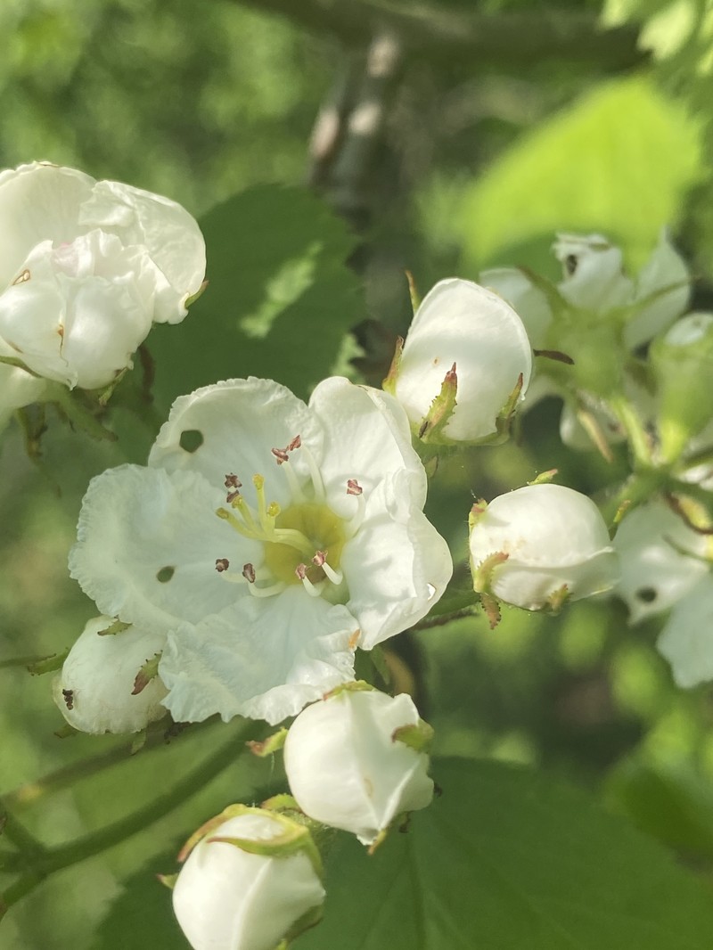 Scarlet Hawthorn photo 6
