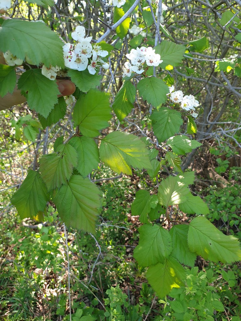 Scarlet Hawthorn photo 7