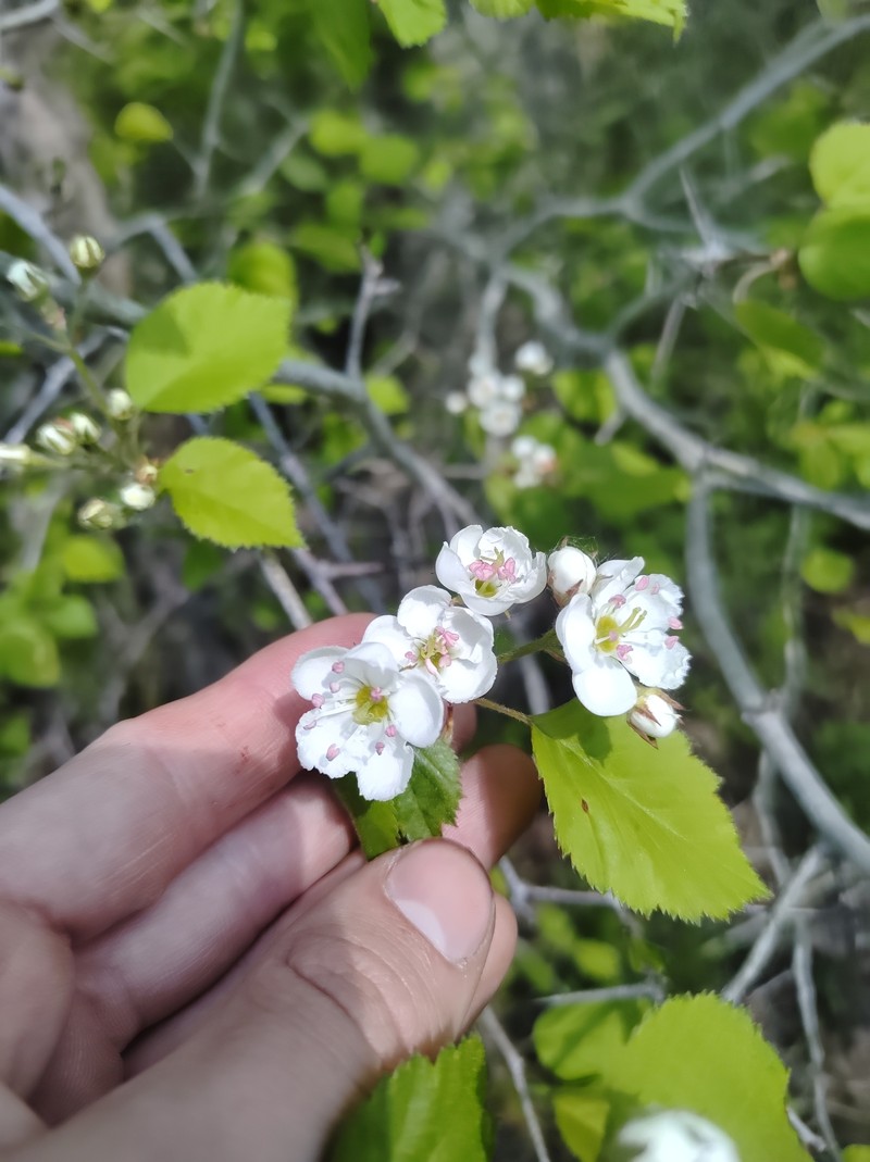 Scarlet Hawthorn photo 8