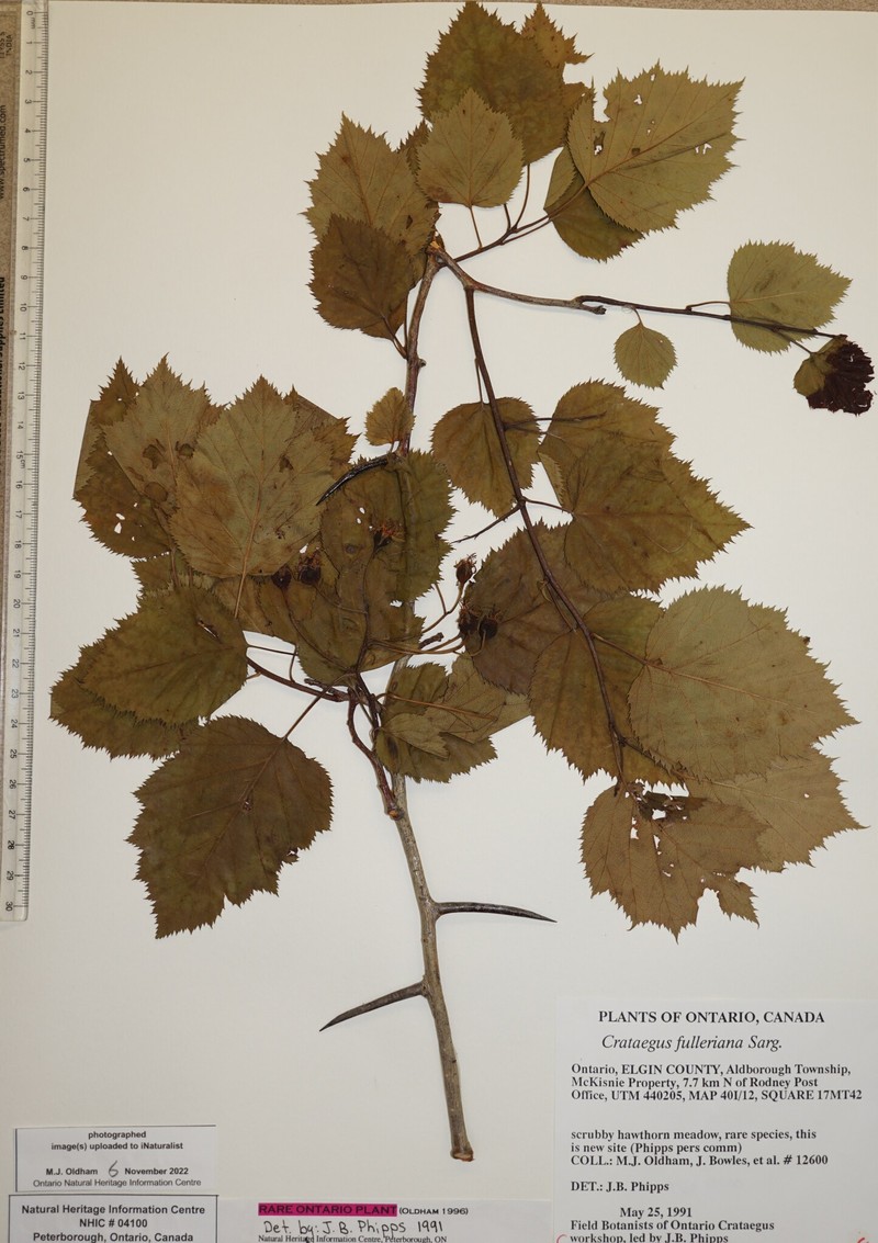 Fuller's Hawthorn