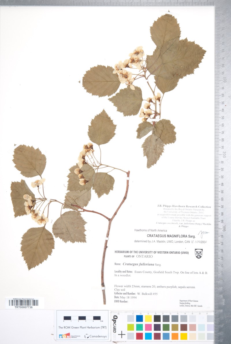 Fuller's Hawthorn photo 2