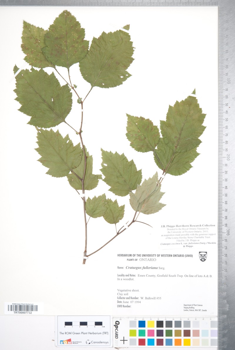 Fuller's Hawthorn photo 3