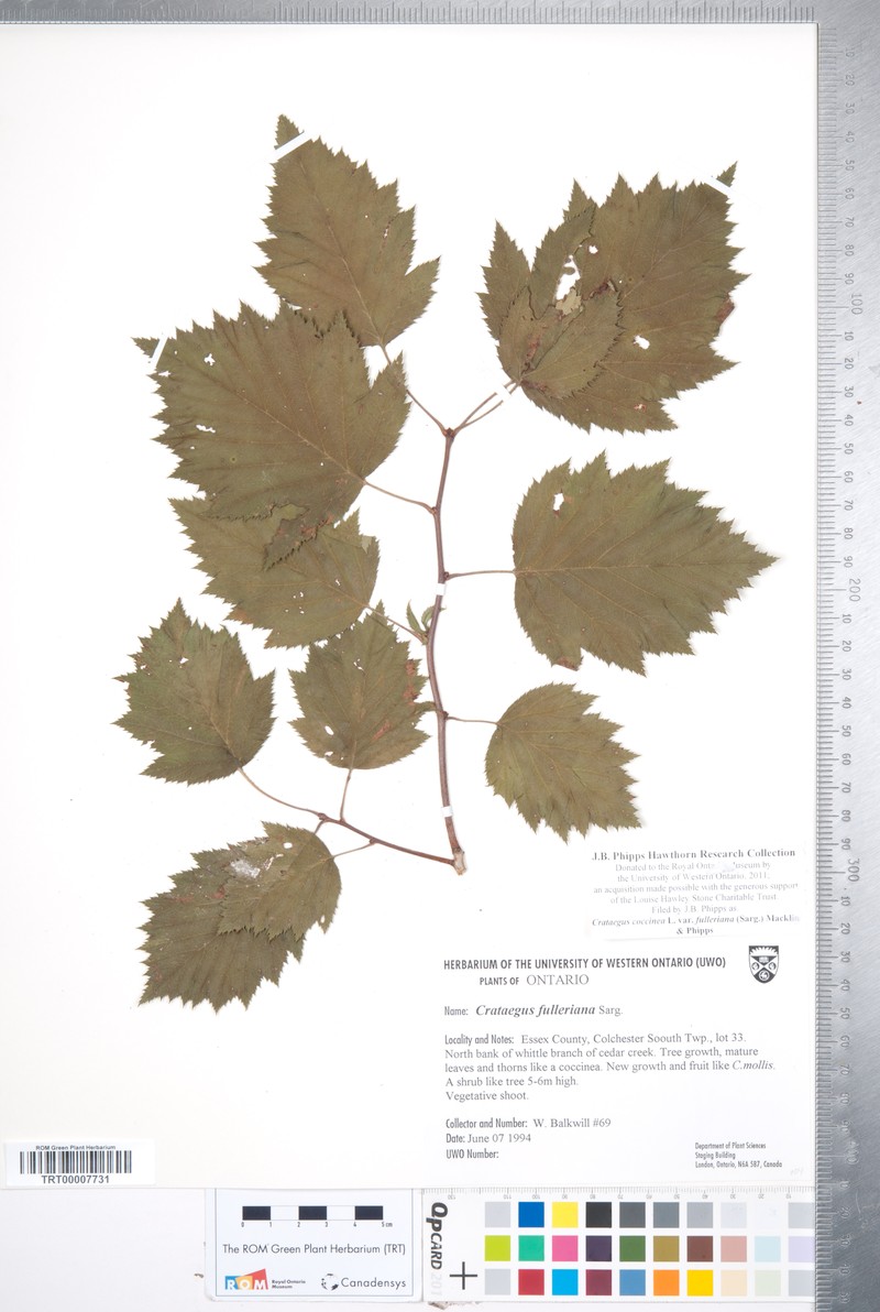 Fuller's Hawthorn photo 4