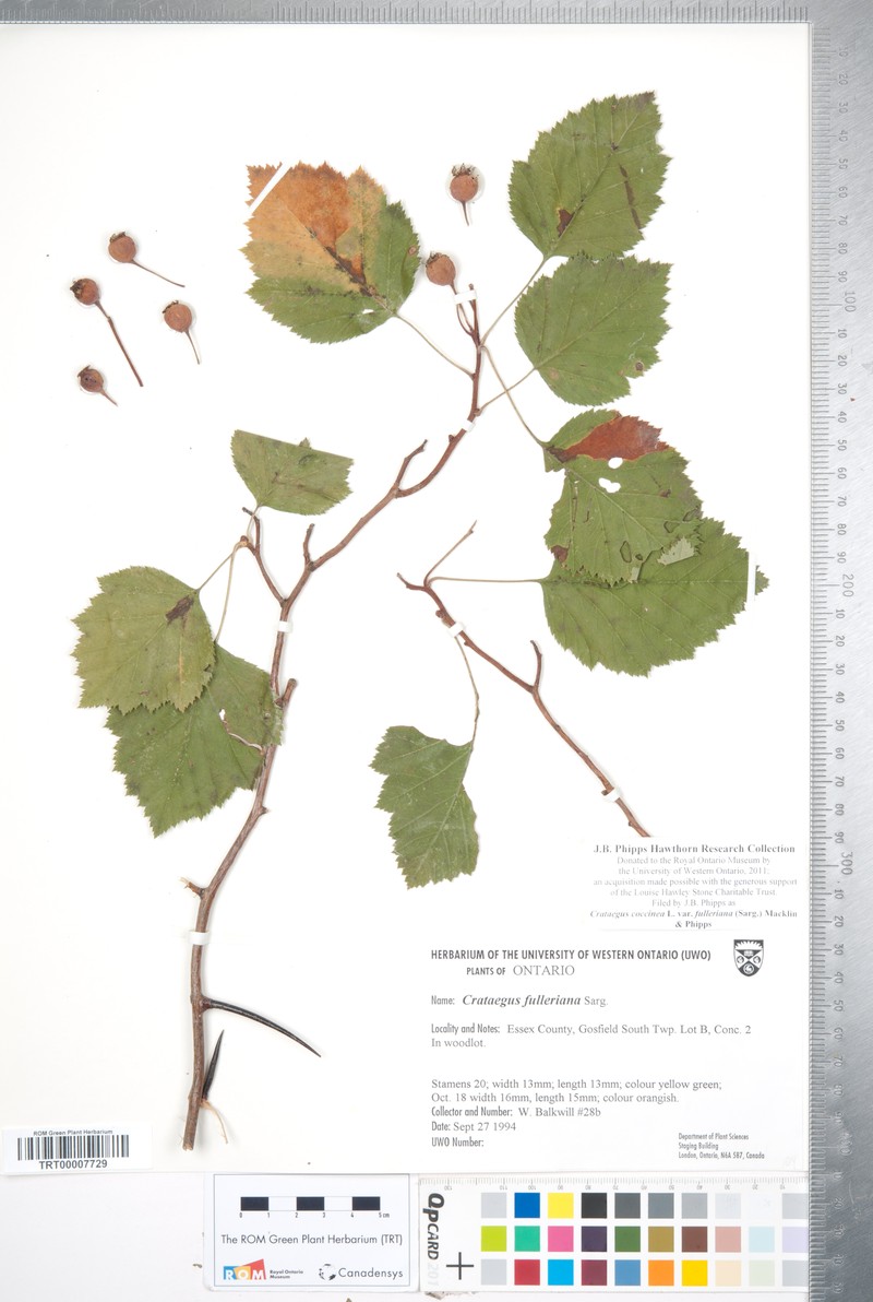 Fuller's Hawthorn photo 5