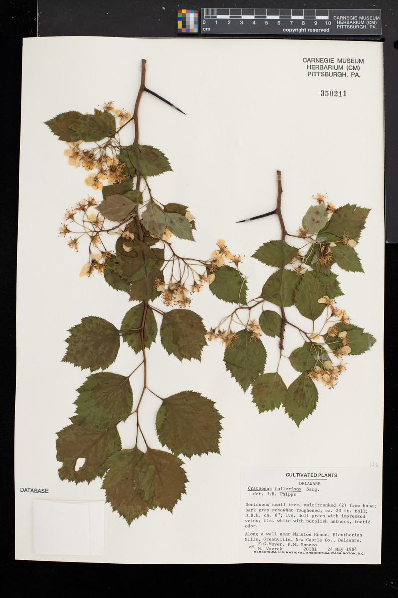 Fuller's Hawthorn photo 6