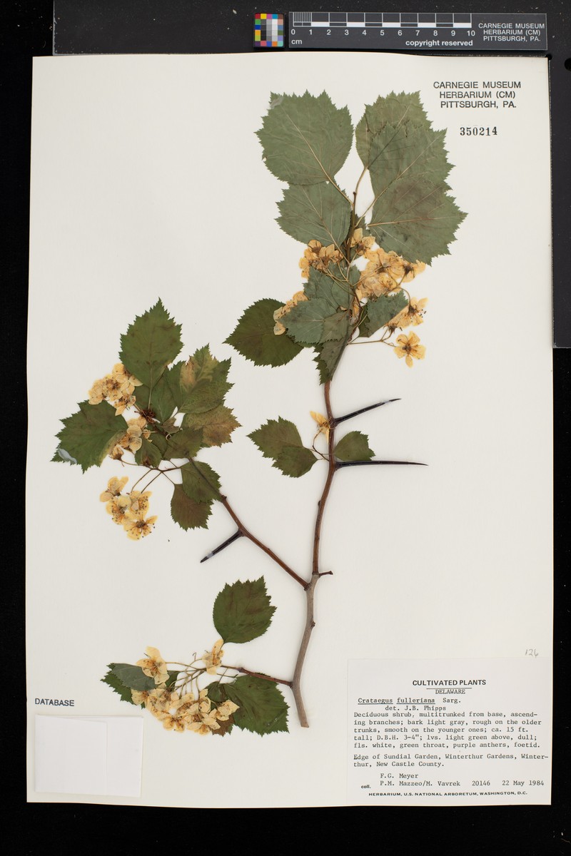Fuller's Hawthorn photo 7