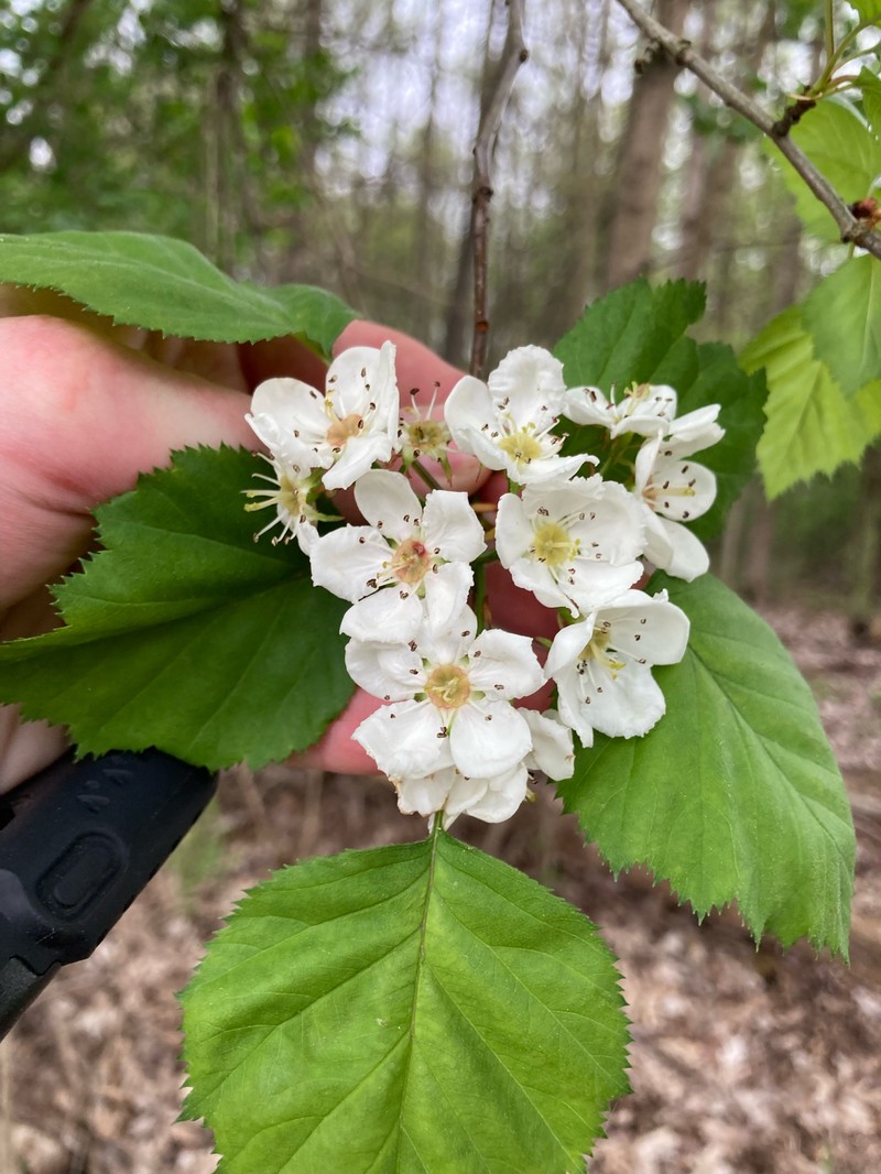 Pringle's Hawthorn