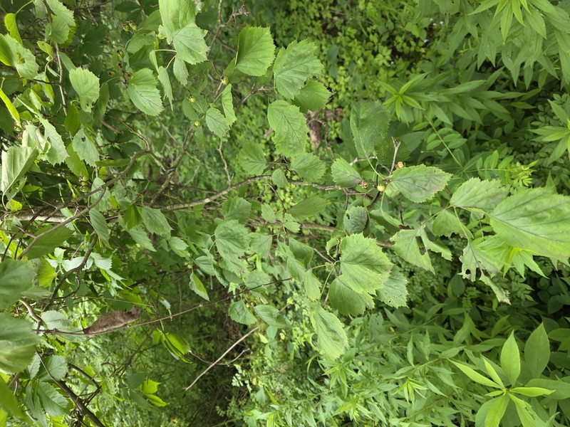 Pringle's Hawthorn photo 2