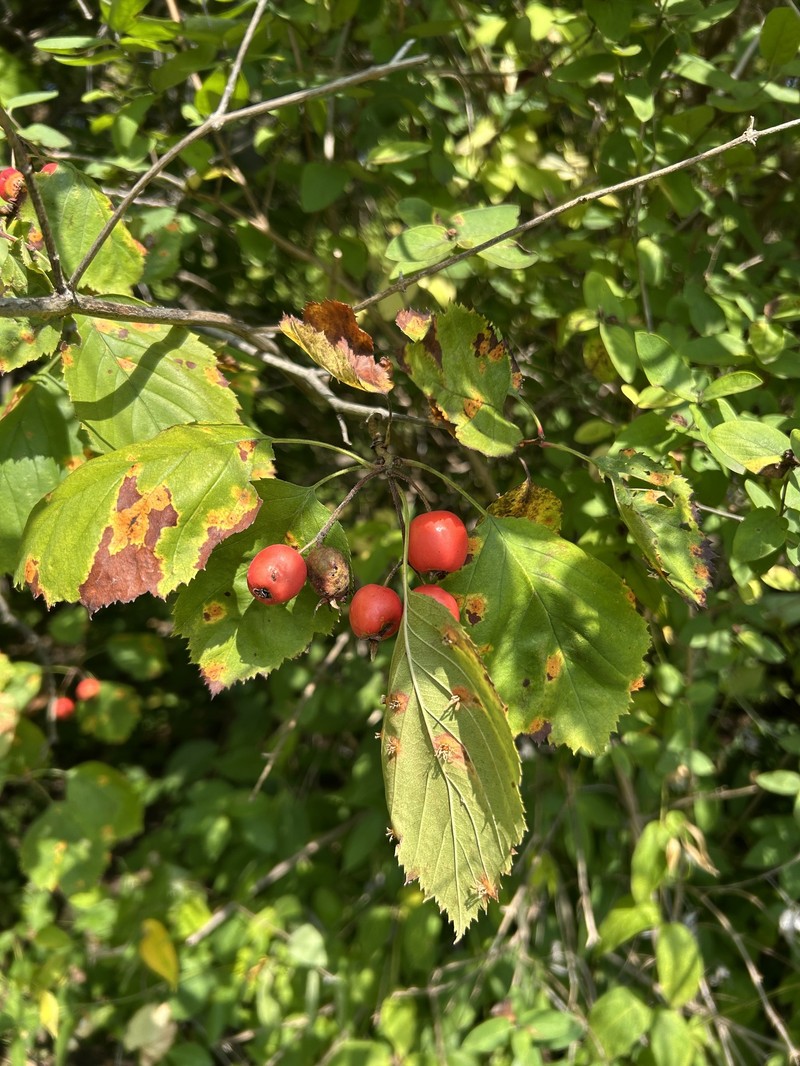 Pringle's Hawthorn photo 3