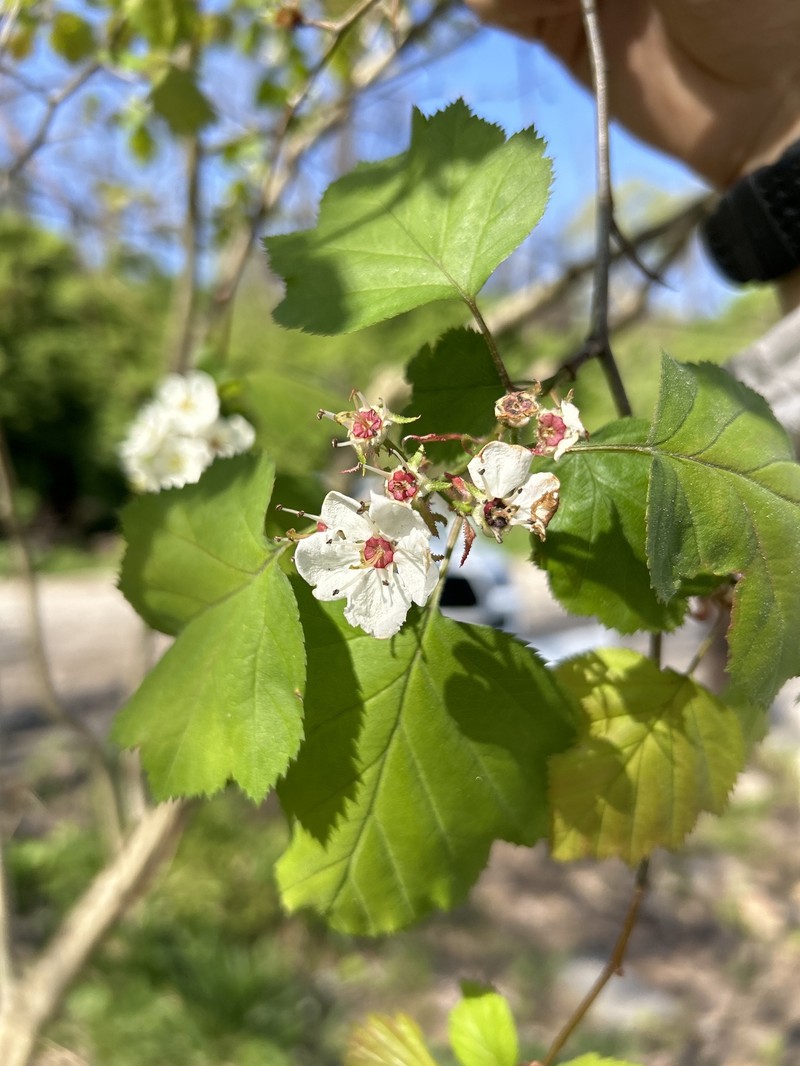 Pringle's Hawthorn photo 4
