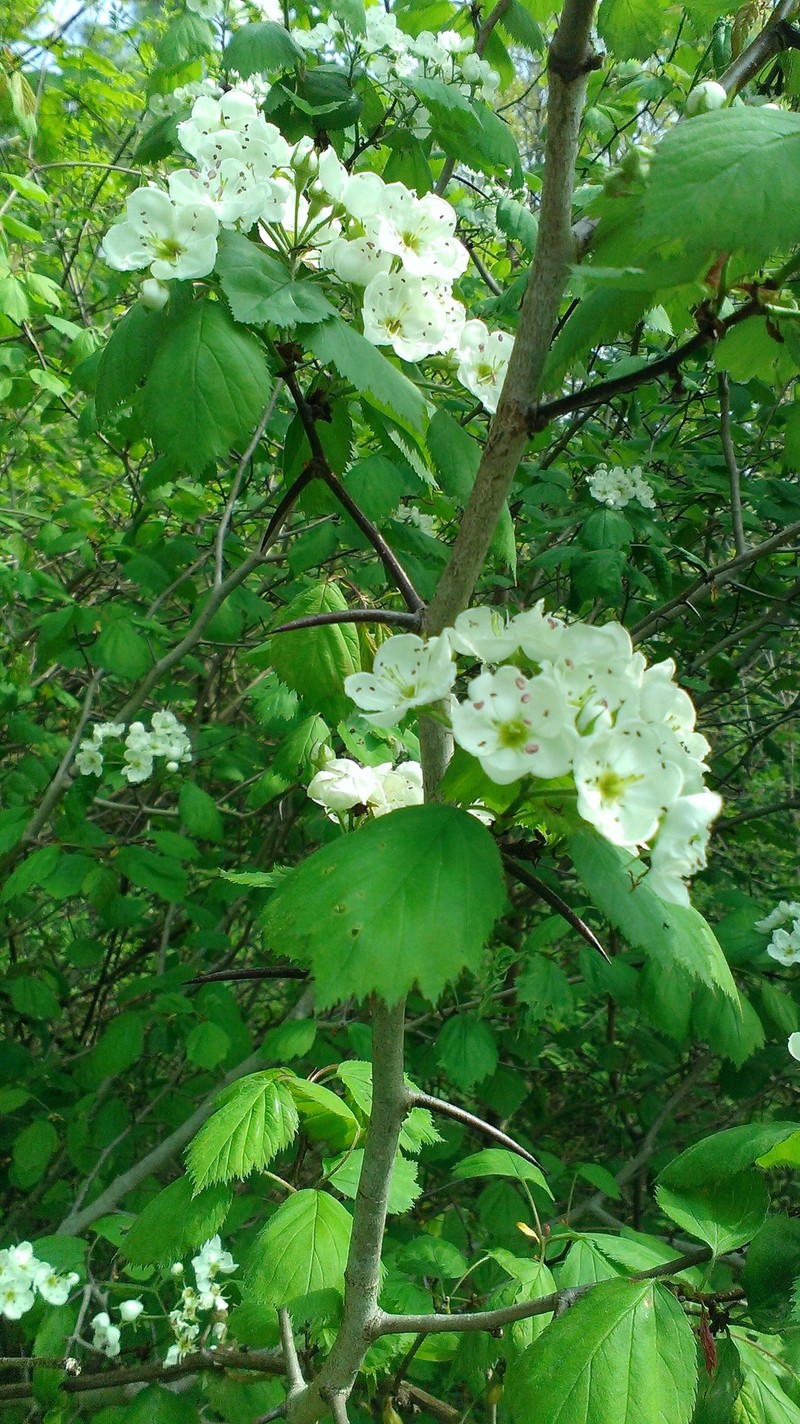 Pringle's Hawthorn photo 5