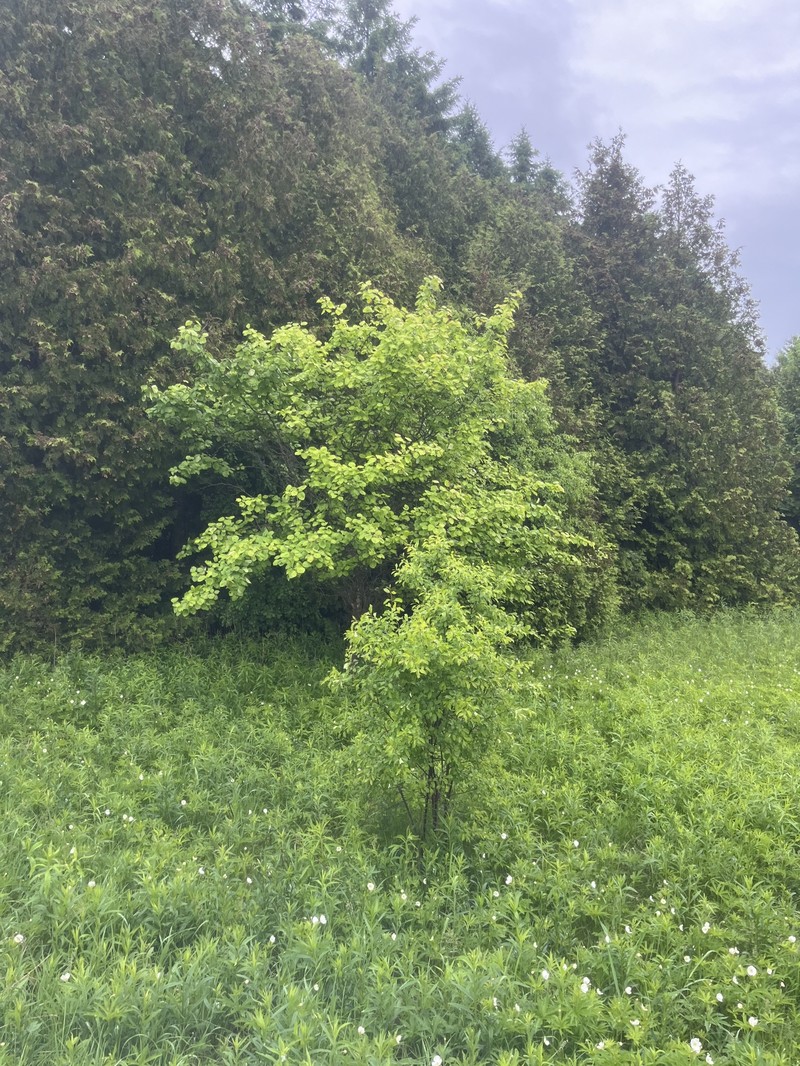 Pringle's Hawthorn photo 6