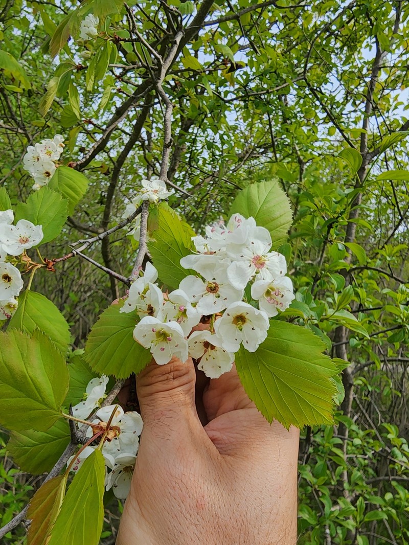 Pringle's Hawthorn photo 8