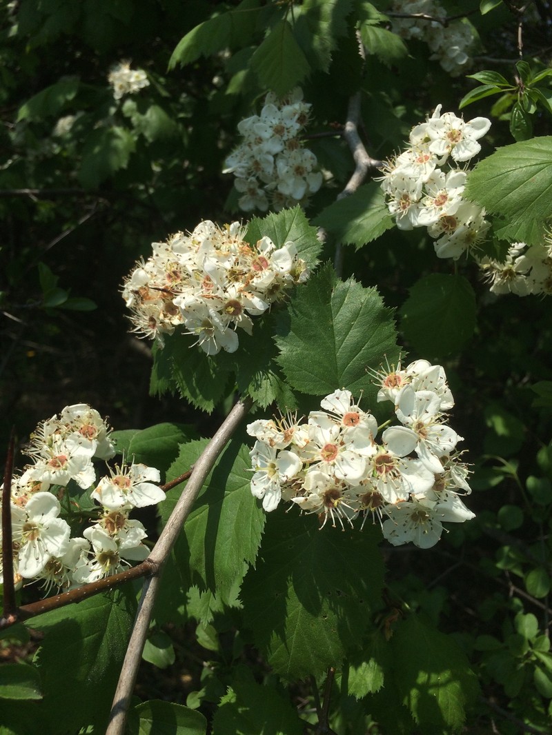 Kansas Hawthorn