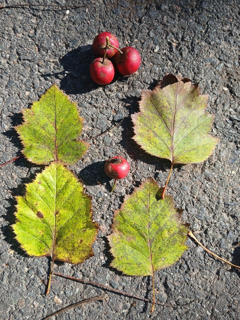 Kansas Hawthorn