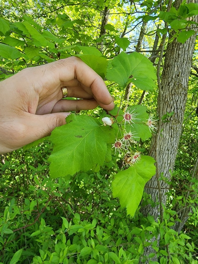 Kansas Hawthorn photo 4