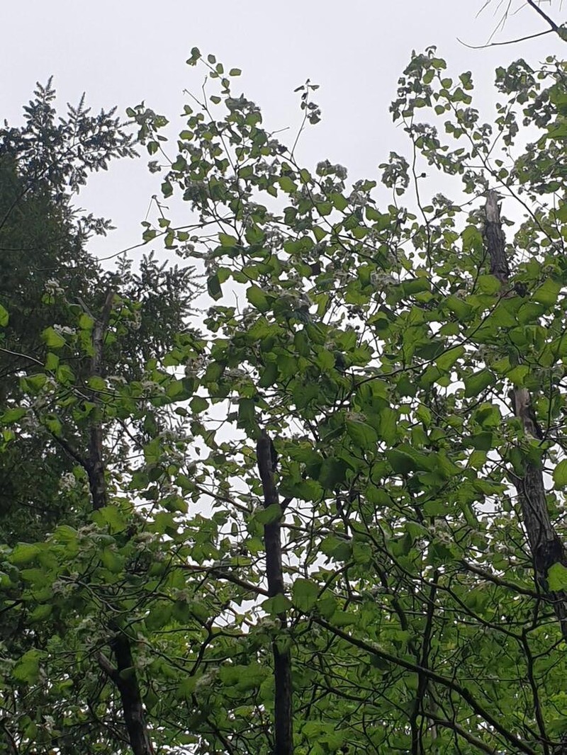Kansas Hawthorn photo 7